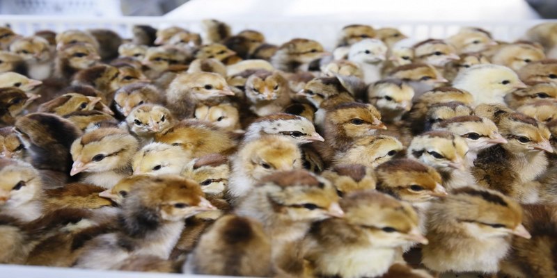 Cách Chăm Sóc Gà Chọi Con Mới Nở Người Nuôi Gà Nên Biết 5 Cách Chăm Sóc Gà Chọi Con Mới Nở