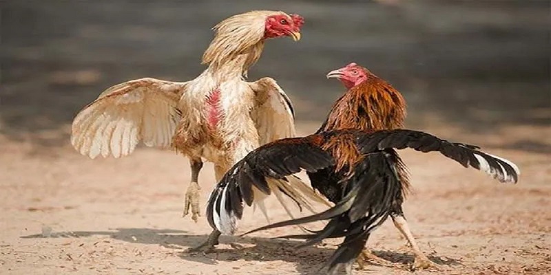 Hướng dẫn đá gà Jun88 chuẩn từ cao thủ