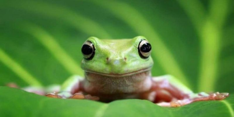 Mơ thấy ếch - Jun88 giải đáp số đề hiệu quả nhất hiện nay 6 mo thay ech 1