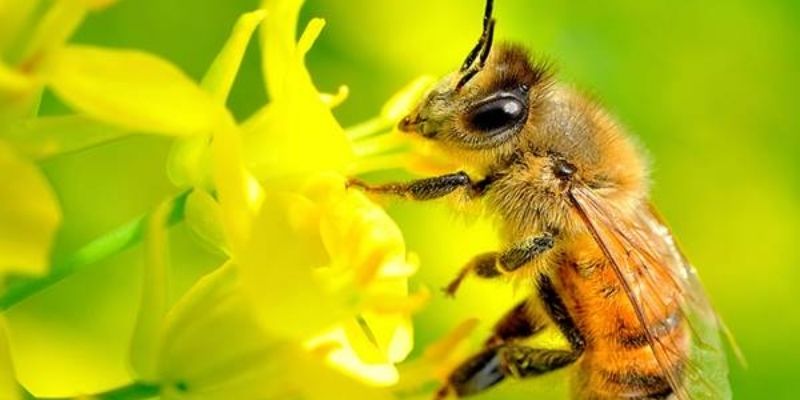 Mơ thấy ong với những ý nghĩa khác nhau - Jun88 4 mo thay ong 2