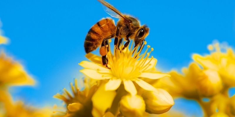 Mơ thấy ong với những ý nghĩa khác nhau - Jun88 5 mo thay ong 3